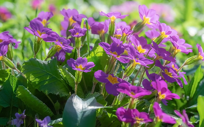 Primevères, violet, fleurs, printemps Fond d'écran HD