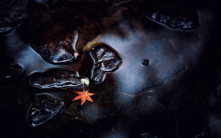 Nature leaves water puddle pond reflection rocks autumn fall seasons, Zen Light HD wallpaper
