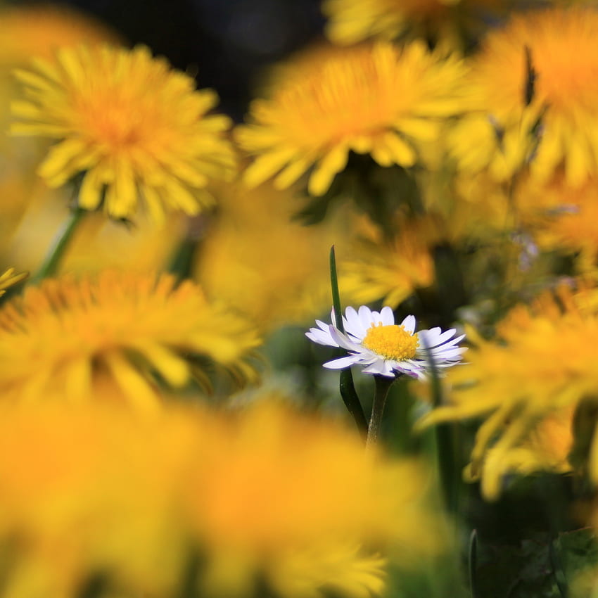 Blumen, Sommer, Kamille, Unschärfe, glatt, Kamille, Wildblume, Feldblume HD-Handy-Hintergrundbild
