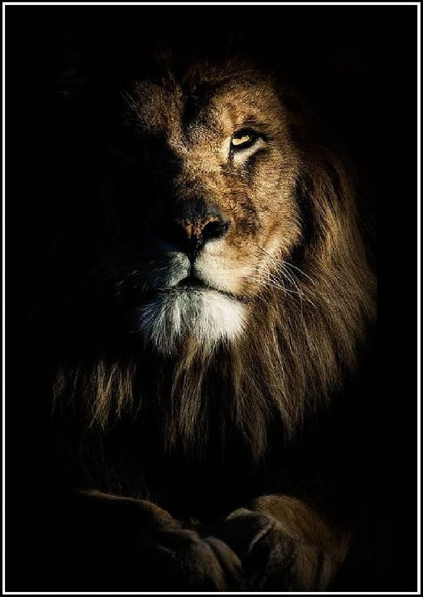 Lion in the dark. Lion , Lion art, Lion, Brave Lion HD phone wallpaper