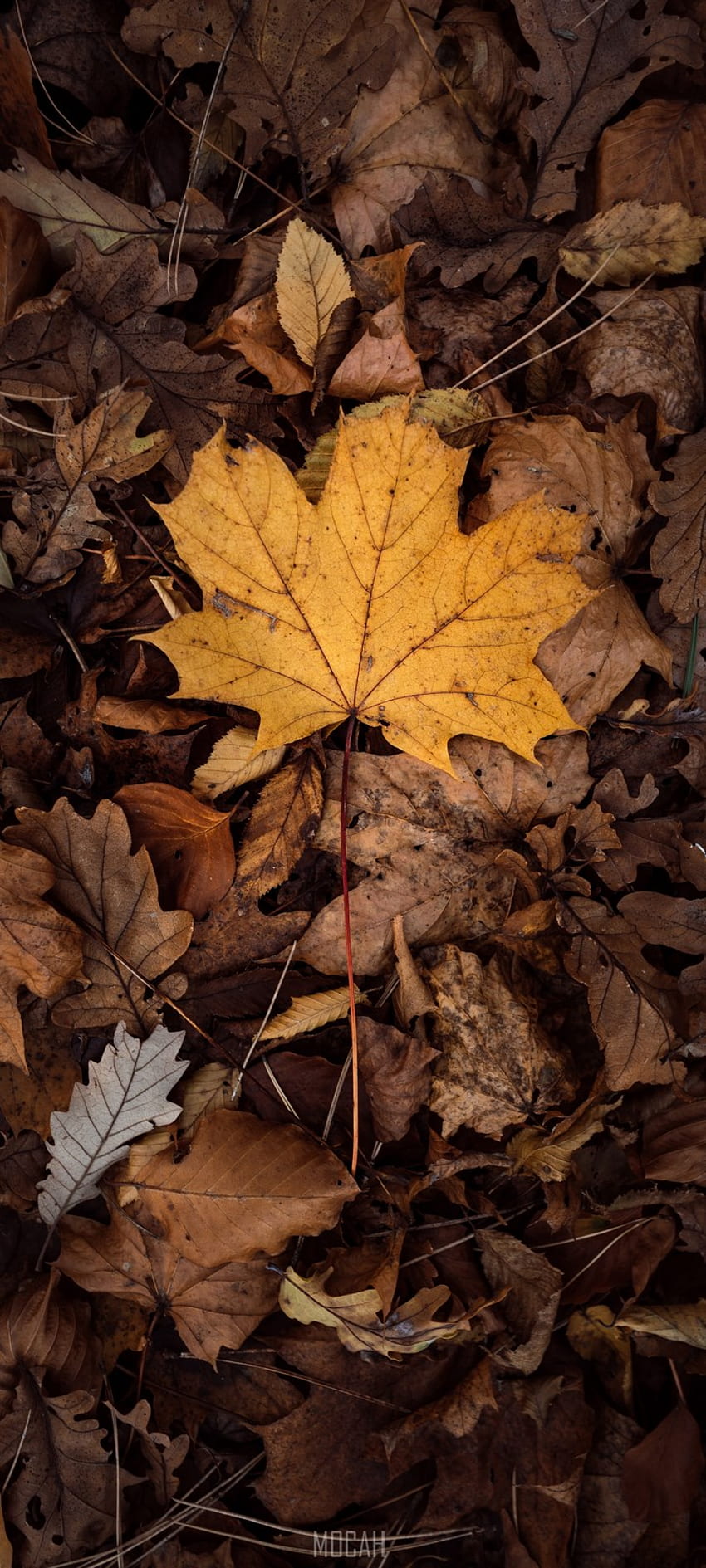 잎, 단풍잎, 나무, 낙엽, 갈색, Xiaomi Redmi 9C NFC , . 모카 HD 전화 배경 화면