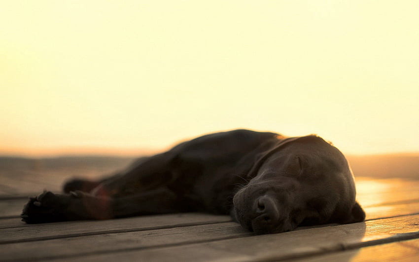 Tiere, Hund, Labrador, schlafend, schläft HD-Hintergrundbild