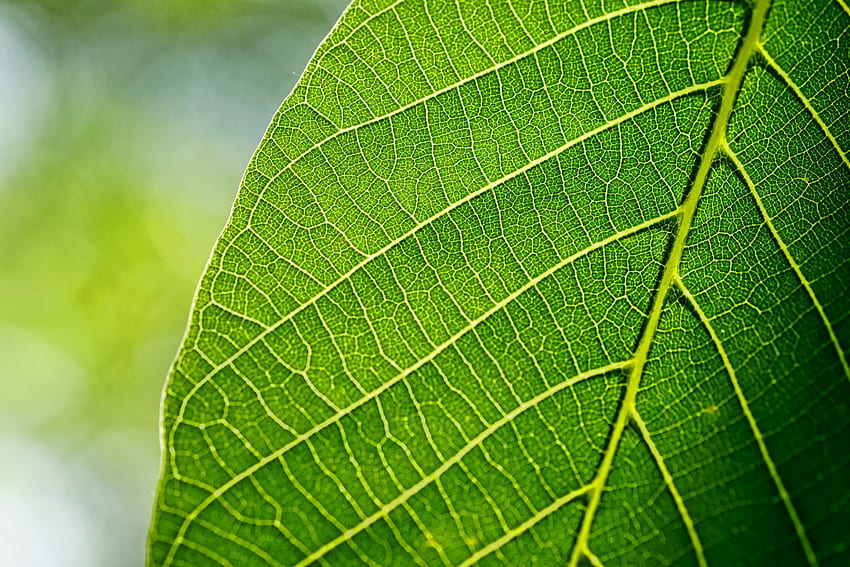 Close up, leaf, spring, green, veins HD wallpaper