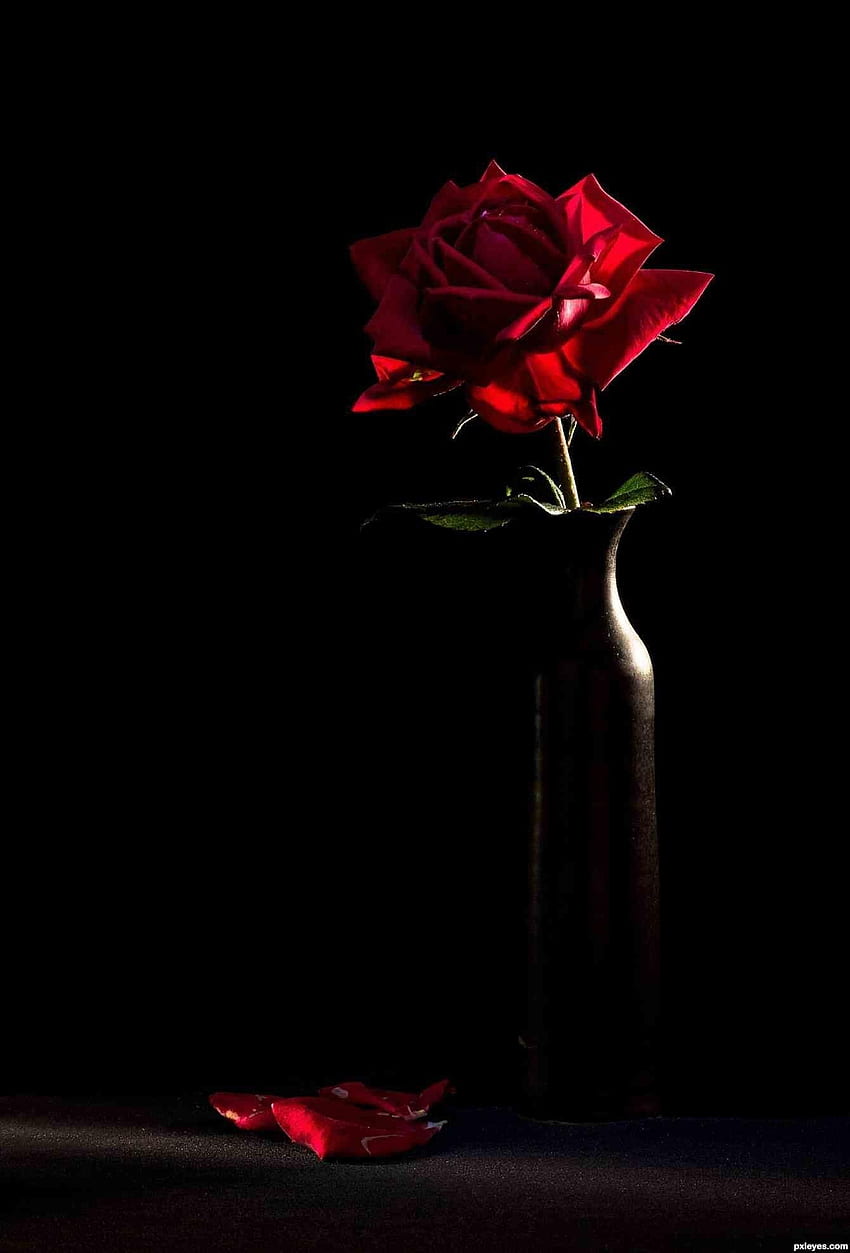 Rosa Rossa E Nera, Rose Nere Sfondo del telefono HD