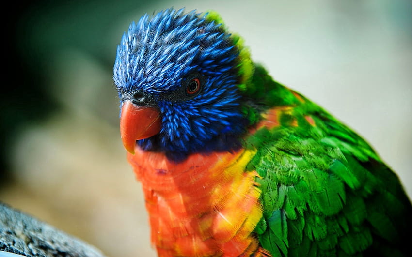 Tiere, Papageien, Vogel, Schnabel, Farbe HD-Hintergrundbild