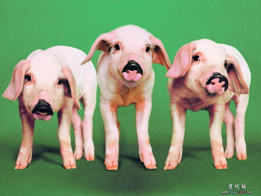 3匹のこぶた、豚、家畜 高画質の壁紙