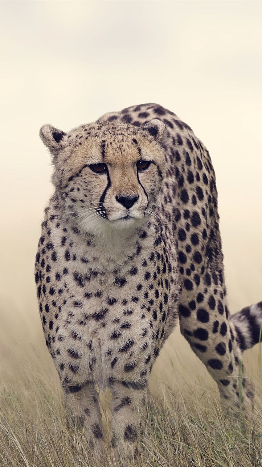 Çita, Çim, Yaban Hayatı IPhone 8 7 6 6S Plus HD telefon duvar kağıdı