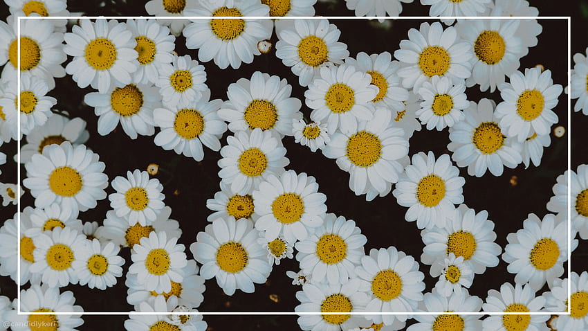 Aesthetic Flower For Laptop, Cute Plant HD wallpaper