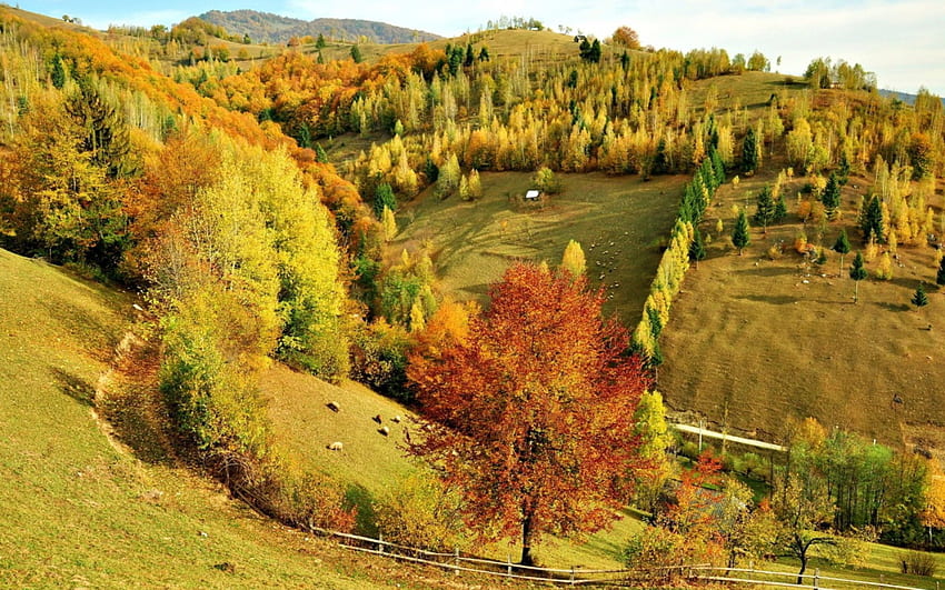 amazing hilly pastures, pastures, hills, sheep, autumn, forest HD wallpaper