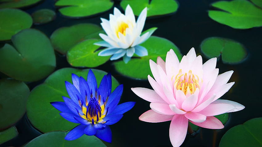 Other members of the Lotus family, blue, white, leaves, blossoms, water HD wallpaper