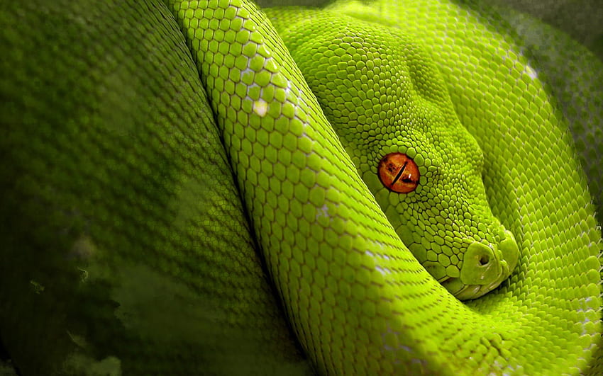 Python snake pics HD wallpaper