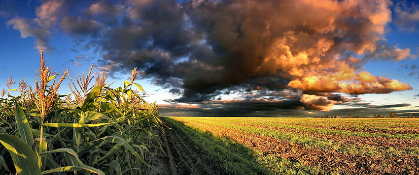 Bauernhof, Stiele, Pflanzen, Wolken, Natur, Sonnenuntergang HD-Hintergrundbild