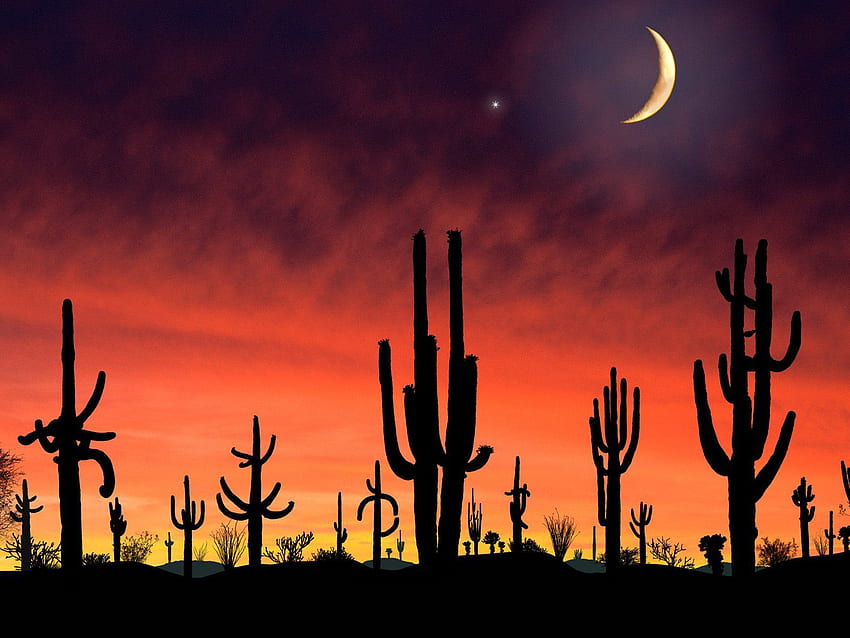 Аризона - Кактус в пустинната нощ - - teahub.io HD тапет