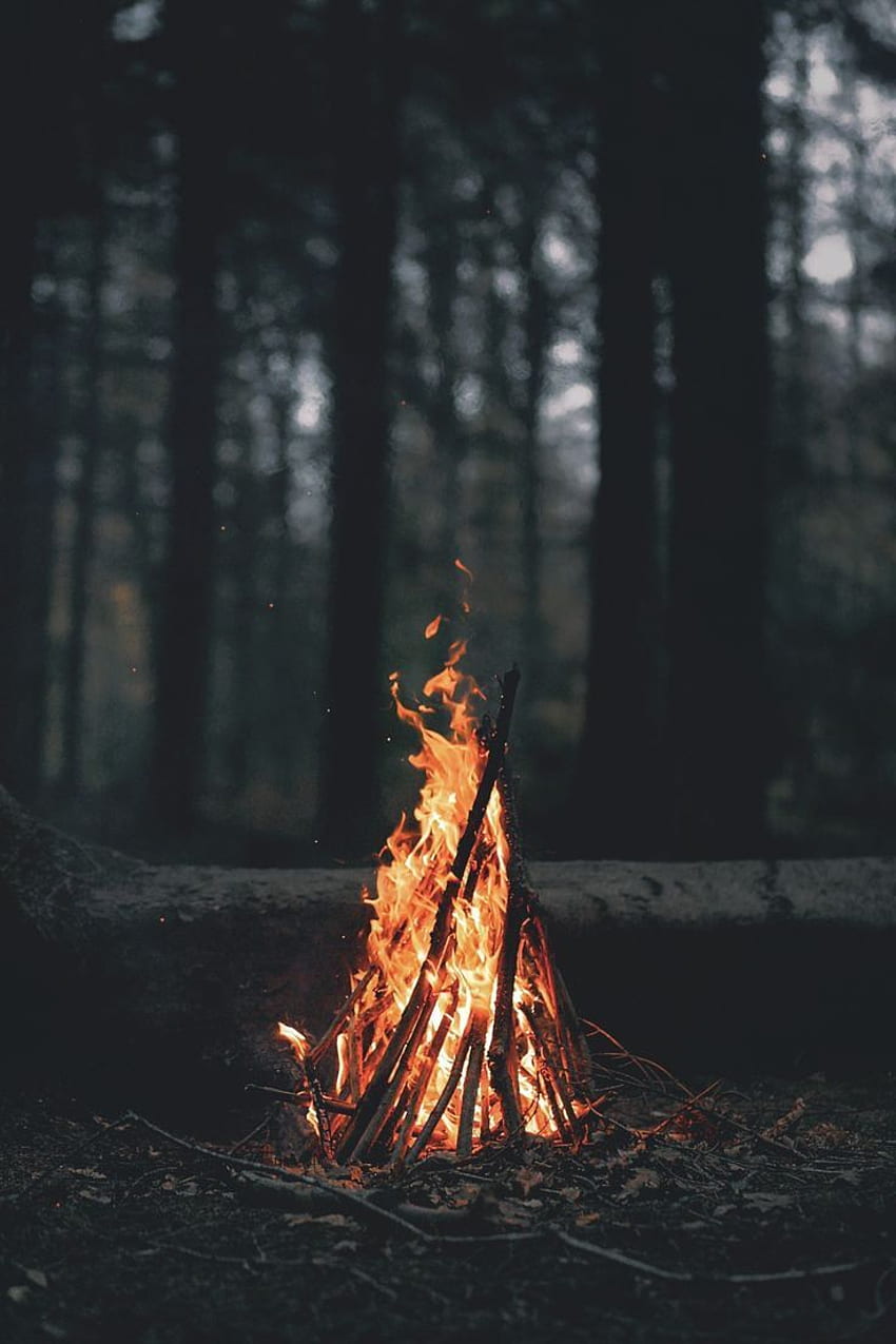 ポートレートディスプレイ、自然、木、森、火、木、葉、暗い、夕方、枝、たき火。 自然の, キャンプの, 自然, キャンプファイヤーの美学 HD電話の壁紙