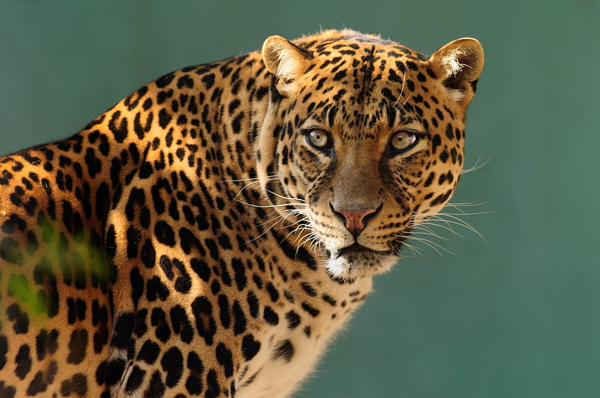 Tiere, Katze, Leopard, Raubtier HD-Hintergrundbild