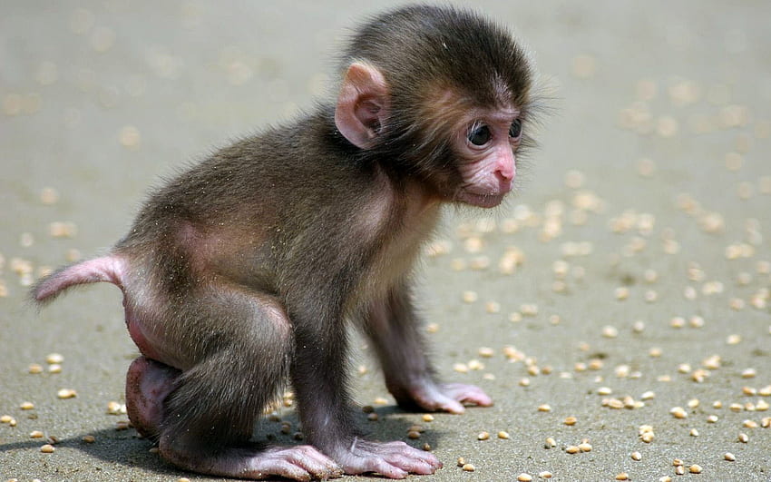 아기 원숭이 귀여운 걷는 작은 아기 원숭이. HD 월페이퍼