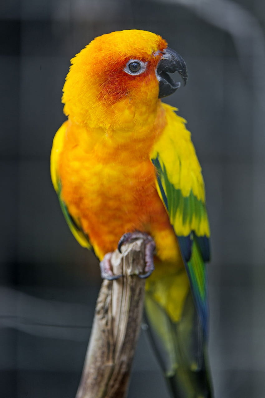 Pomarańczowy i zielony ptak. Conure papugi, Sun conure, papuga Tapeta na telefon HD