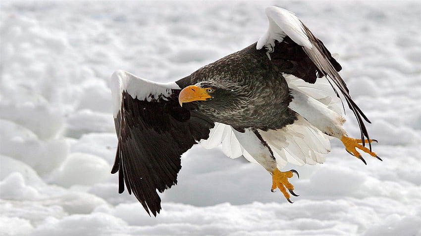 Flying Eagle in Snowy Weather, animal, wings, birds, eagle, snow, wild HD wallpaper