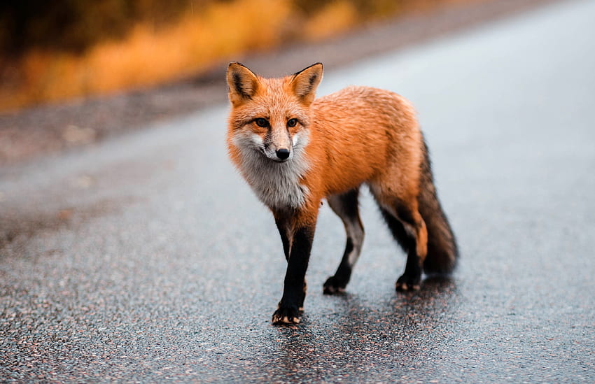 Süßes Raubtier, wilder brauner Fuchs, Tier HD-Hintergrundbild