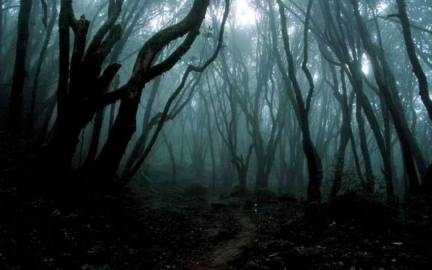 Тъмна гора - Тъмна обитавана от духове гора - & фон HD тапет