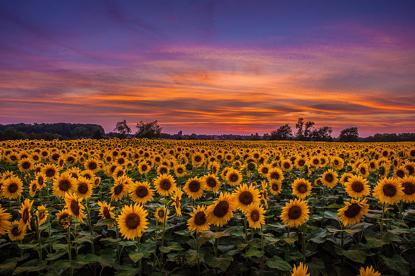 Sunset, Nature, Sunflowers, Sky, Clouds, Field HD wallpaper