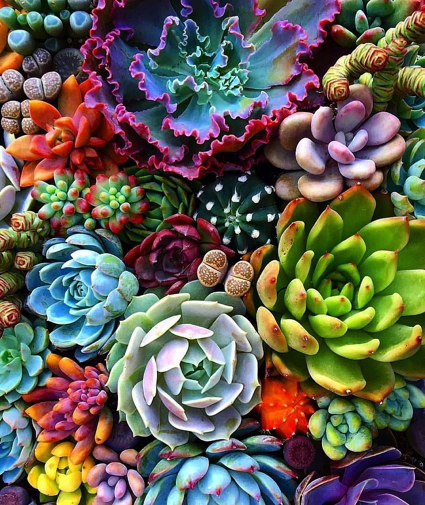 Beautiful arrangement of succulents HD phone wallpaper | Pxfuel