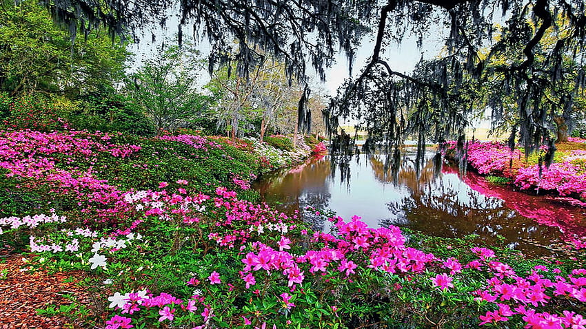 Azalea Pond - Charleston, South Carolina, rocks, blossoms, trees, landscape, spring, usa HD wallpaper