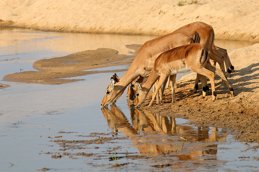 Female Gazelle drinking from a waterhole in Africa Ultra, Mountain Gazelle HD wallpaper