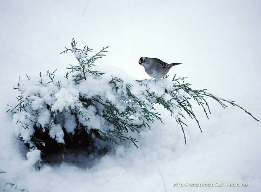 Samotny ptak w śniegu, zima, ptak, śnieg, gałąź drzewa Tapeta HD