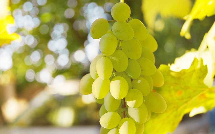 White Grapes, abstract, graphy, grapes, fruit, beautiful HD wallpaper