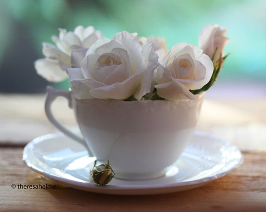 A Cup Of Roses, soucer, white, roses, graphy, flowers, cup HD wallpaper
