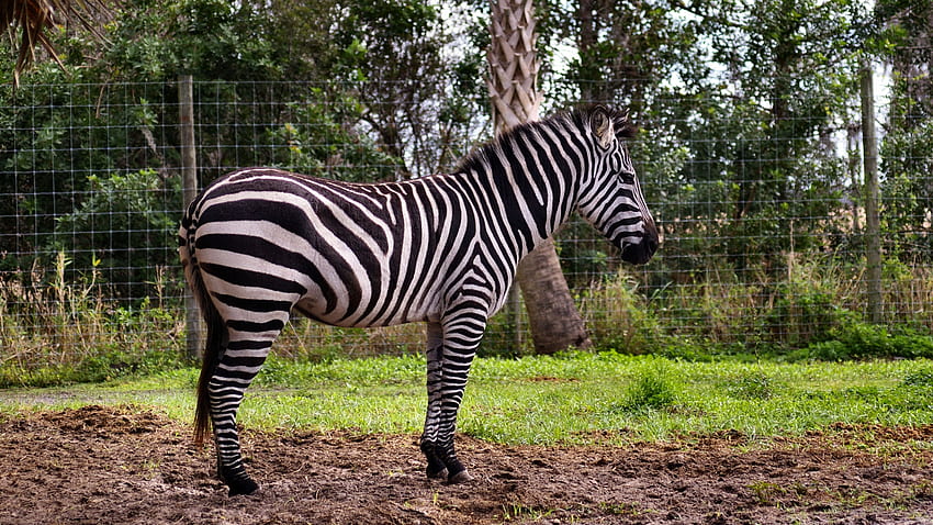 Zebra Koński, zwierzę, szeroki ekran, dzika przyroda, grafika, piękna, zebra Tapeta HD