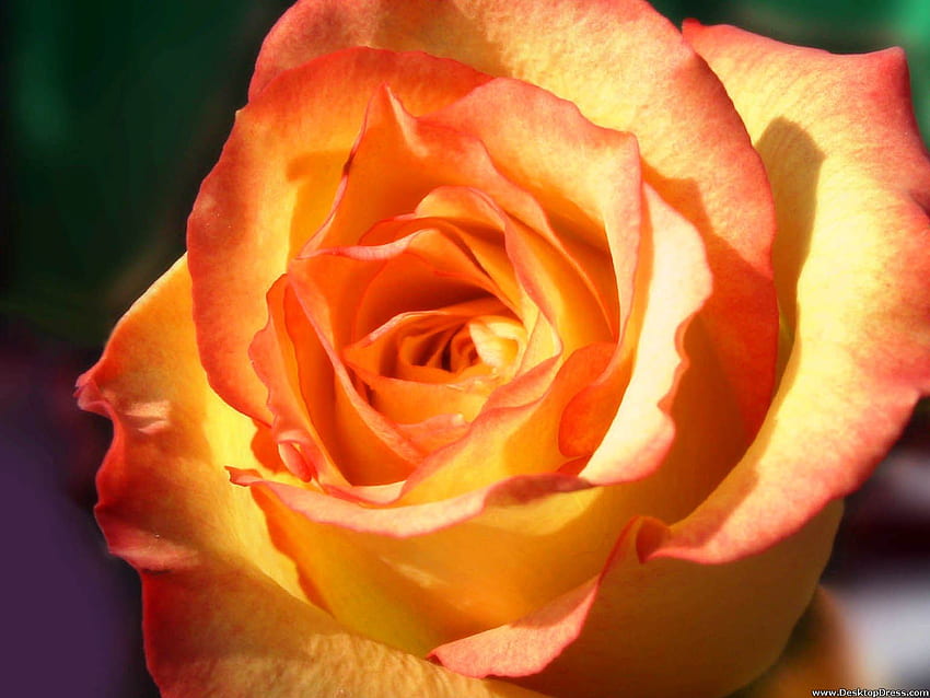 Flowers Background Yellow and Orange Rose, Orange Roses HD wallpaper ...