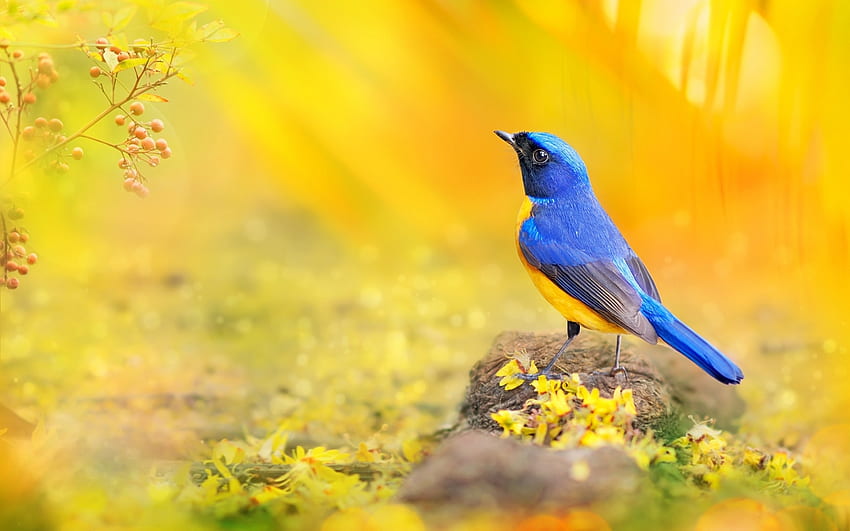 Uccello, pasare, blu, giallo Sfondo HD