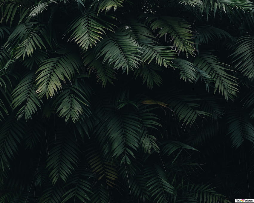 daun hijau dengan bayangan hitam, Plant Shadow Wallpaper HD