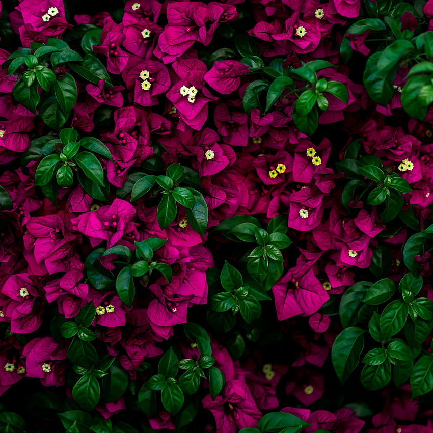 fiori, cespuglio, foglie, ipad pro rosa, Pink Leaf Sfondo del telefono HD