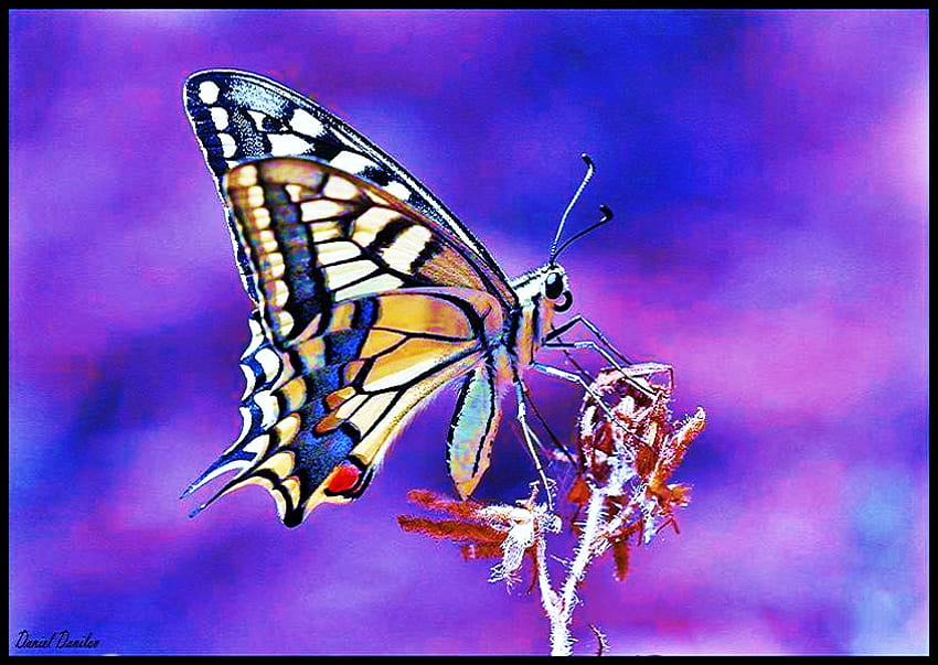 Di atas, latar belakang biru dan merah muda, biru, putih, tumbuhan, coklat, kupu-kupu, atas, emas Wallpaper HD
