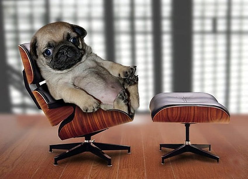JUST RELAXING, animal, dog, puppy, cute, pug HD wallpaper