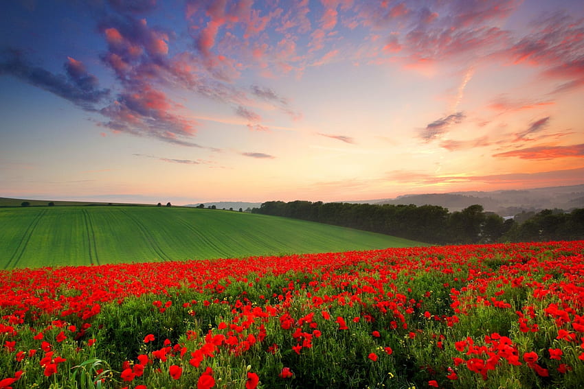 Bidang poppy, musim panas, foel, poppy, langit, indah, alam, rumput Wallpaper HD