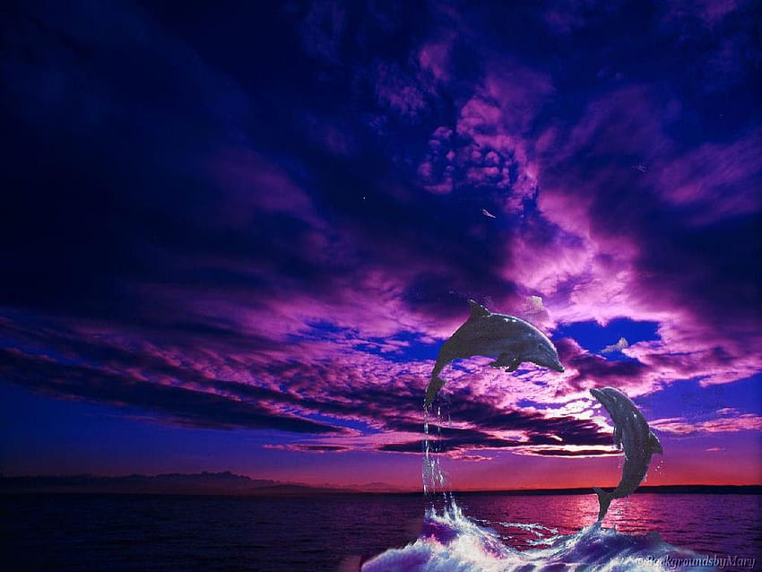 Lila Delfine bei Sonnenuntergang HD-Hintergrundbild