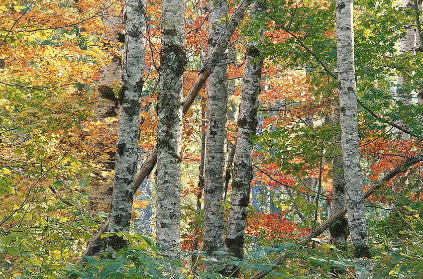 ธรรมชาติ ต้นไม้ ฤดูใบไม้ร่วง ใบไม้ เบิร์ช ป่า หลากสี เปลือกไม้ วอลล์เปเปอร์ HD