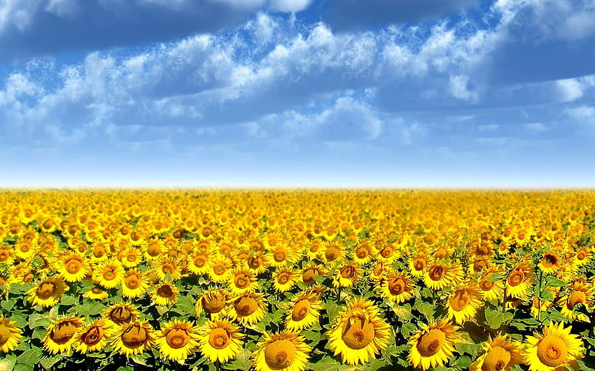 Sunflower Sunflower Farm 23694 HD wallpaper