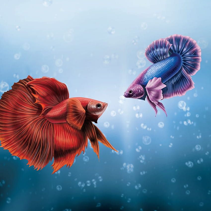 Resolusi Ikan Cupang Dia Dan Aku, Ikan Petarung wallpaper ponsel HD