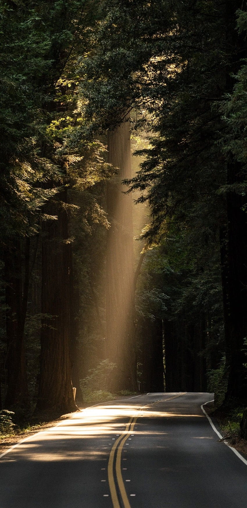 Autoroute de la forêt à feuilles persistantes de la lumière du jour des conifères - [] Fond d'écran de téléphone HD