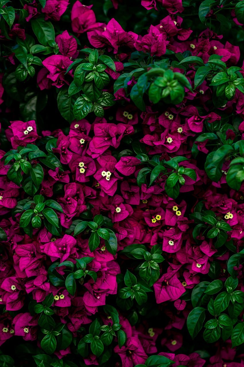 Flowers, Leaves, Pink, Bush HD phone wallpaper
