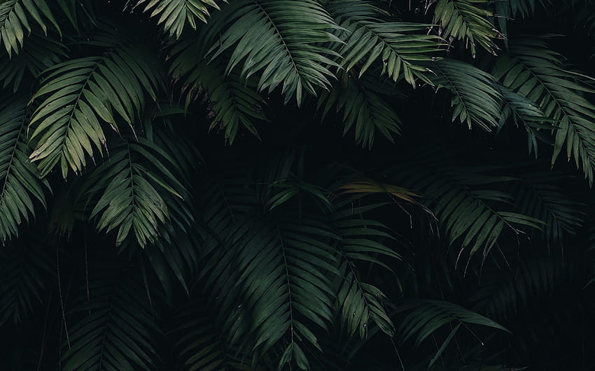 Liburan Daun Pohon Musim Panas Alam Hijau, MacBook Hijau Wallpaper HD