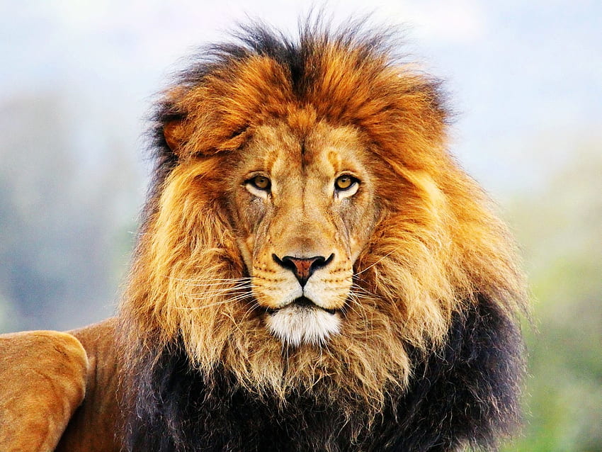 Male Lion HD wallpaper | Pxfuel