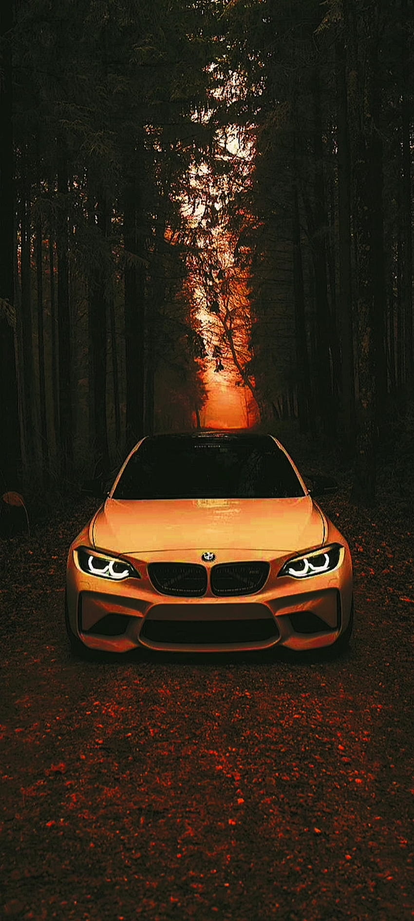 BMW in Nature, 22, 56, 21 HD phone wallpaper | Pxfuel