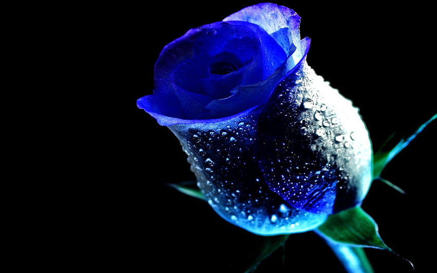 МОКРА РОЗА, синьо, роса, капка, цвете, роза, вода 14063. Сини рози , Синьо цвете , Роза HD тапет