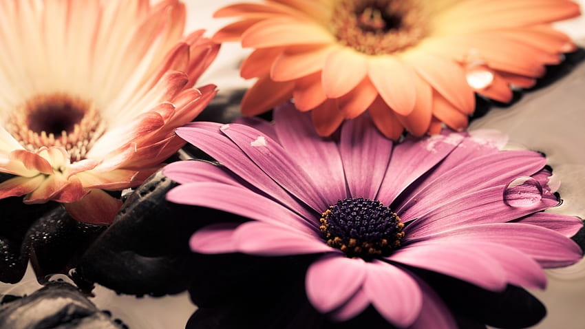 Gerbera, Natur, Blumen, Gänseblümchen HD-Hintergrundbild
